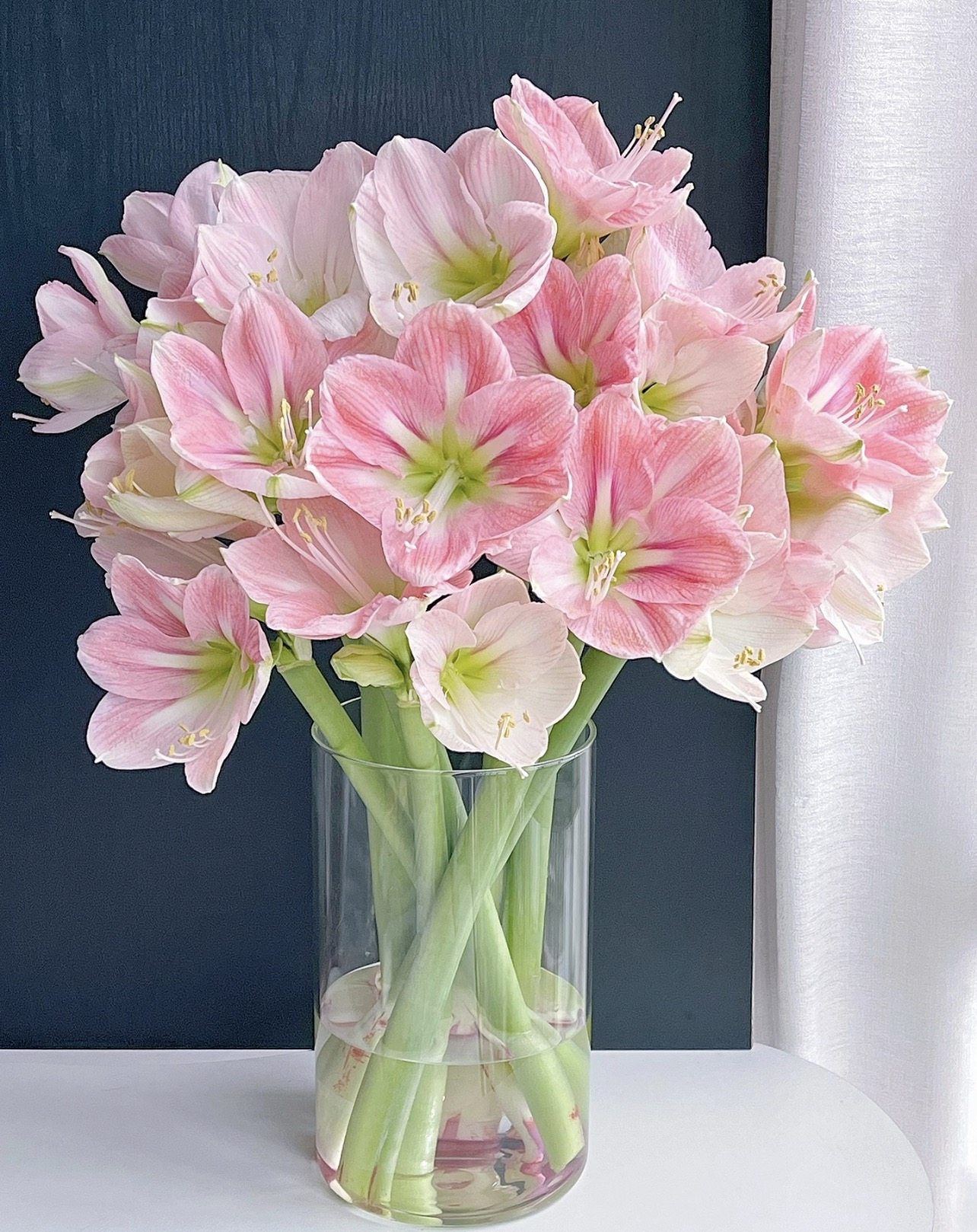 朱顶红.B级达琳2枝不包邮