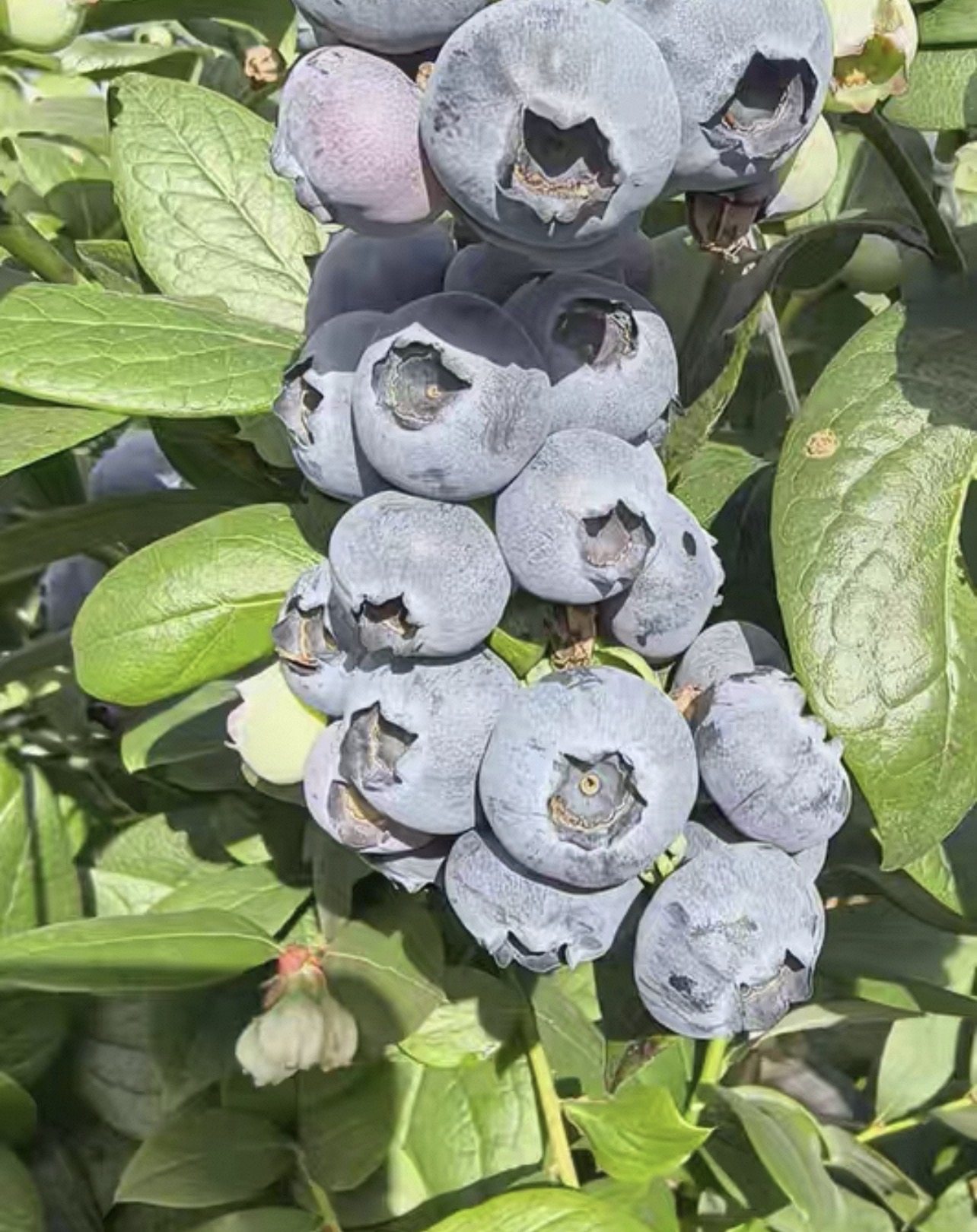 脆甜蓝莓.(18+)L25大果8盒1000g顺丰空运包邮,鲜花速递/花卉仿真/绿植园艺,婚车鲜花,淘宝优惠券,粉丝福利购,淘宝优惠卷