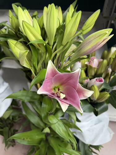 百合.粉铁炮5枝15头不包邮