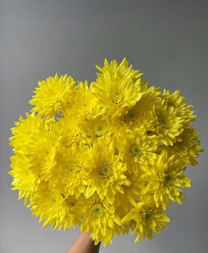 花努力小菊.闪耀10枝不包邮