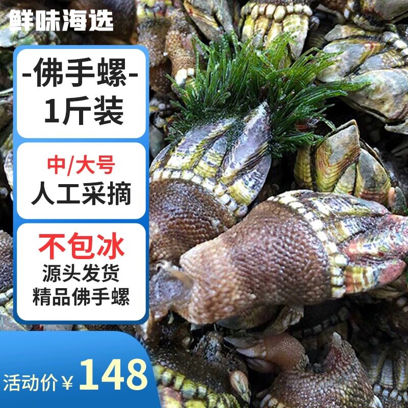 海鲜佛手螺鲜活大特大非即食鹅颈藤壶狗爪螺海鸡脚螺龟足贝鸡爪螺