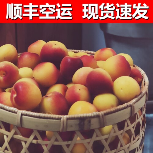 胭脂梅2026年现货速发顺丰速运