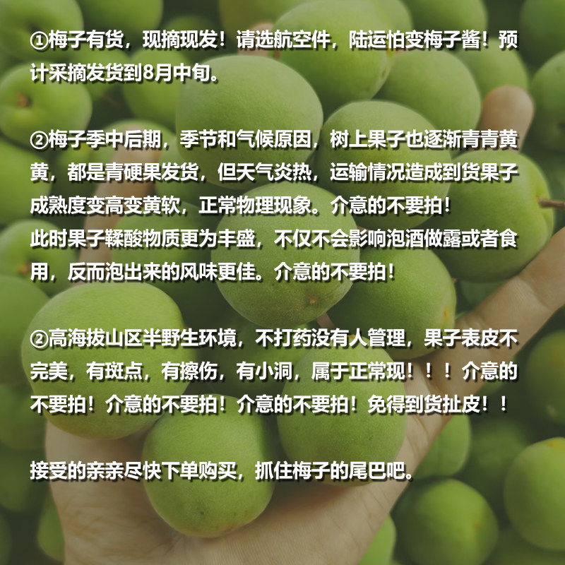 云南高原青梅大果3斤5斤冰糖梅子酒梅露青梅果现摘野生新鲜青梅子