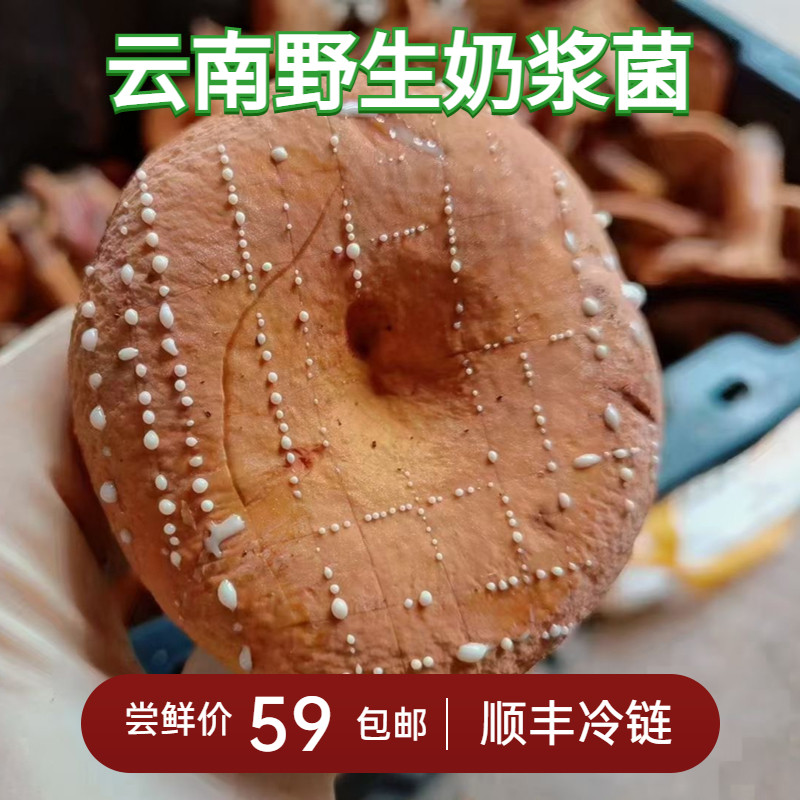 云南现货新鲜野生奶浆菌枞树菌松树菌松乳菇皮挑菌新鲜野生菌蘑菇