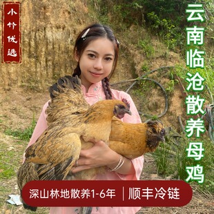 云南山货农村散养老母鸡跑步鸡新鲜无量山乌骨土鸡现杀月子鸡活体