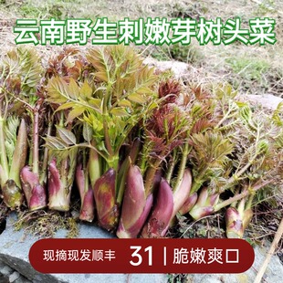 云南山货新鲜刺嫩芽刺椿头刺老苞菜野生树头菜刺老芽香椿野菜尝鲜