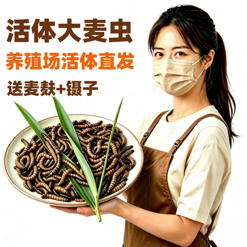 包邮活体大麦虫面包虫宠物饲料