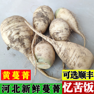 现挖河北新鲜黄蔓菁疙瘩蔬菜芜菁农家蛮茎甜面大头菜蔓菁干包邮