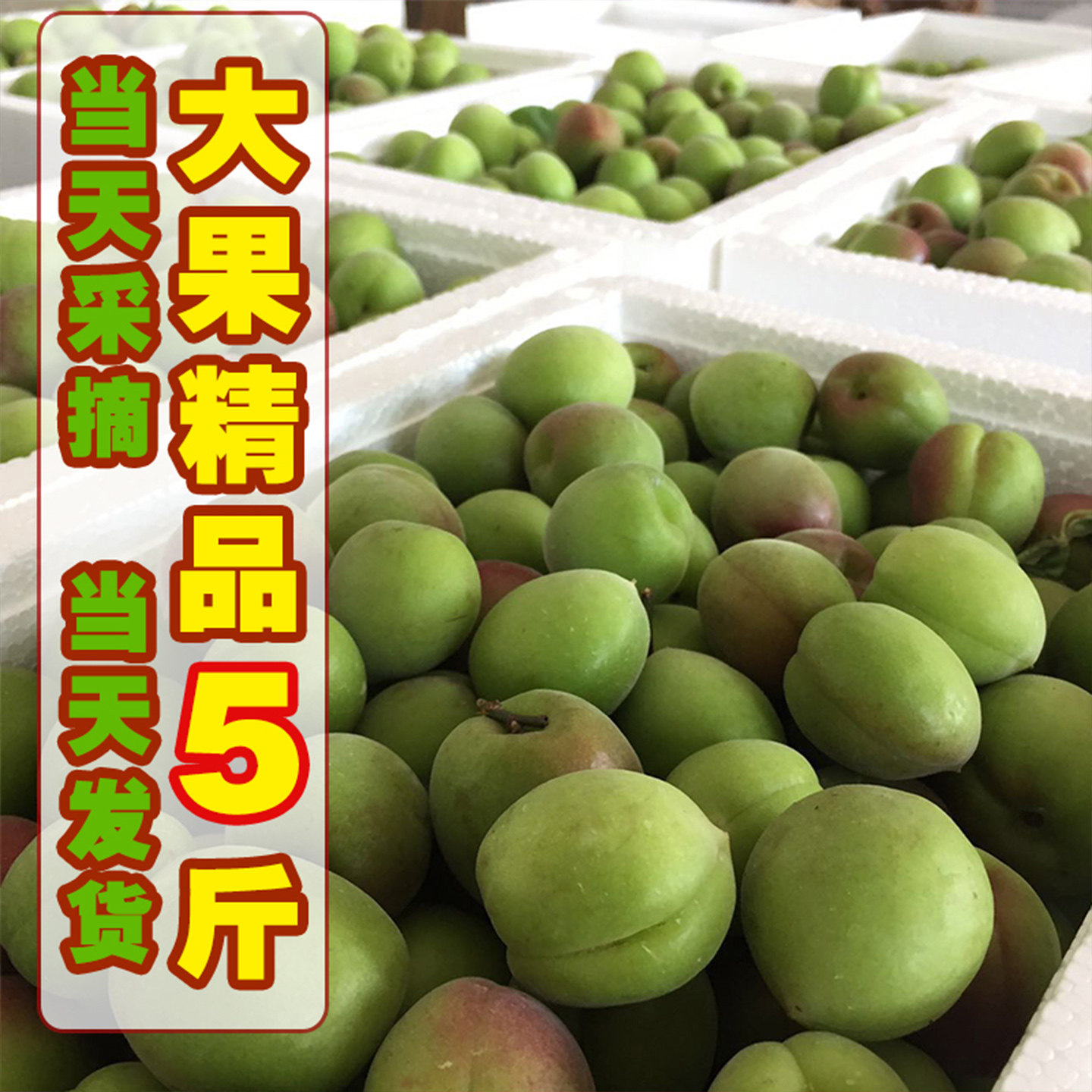 福建诏安新鲜青梅果现摘现发大果精选青梅酒酵素应季精选水果酸梅