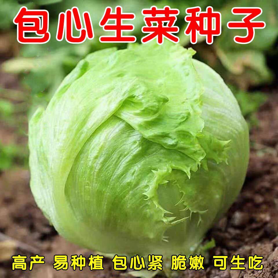 结球生菜种子阳台庭院田园种菜蔬菜美国盆栽菜种庭院种植菜籽易种