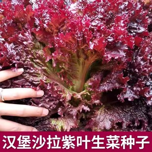 紫叶生菜种子沙拉生吃紫红生菜种籽四季蔬菜阳台盆栽田园花园菜籽