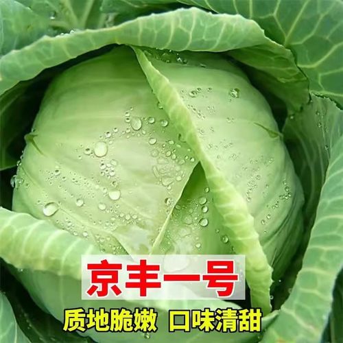 京丰一号甘蓝种子四季易种好吃