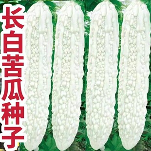 白苦瓜种籽适合新手苦瓜种籽高产大肉苦瓜种老品种绿苦瓜种子蔬菜