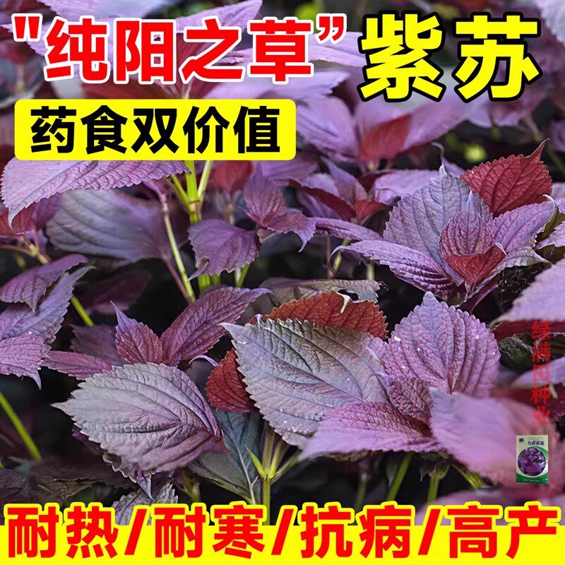 紫苏子紫苏种子紫苏叶种籽盆栽可食用种植苗四季籽种蔬菜孑苏子叶
