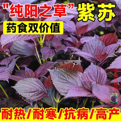 紫苏子紫苏种子紫苏叶种籽盆栽可食用种植苗四季籽种蔬菜孑苏子叶