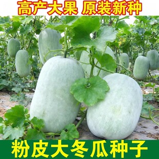 特大粉皮冬瓜种子种籽苗阳台四季东瓜巨型蔬菜孑盆栽大菜苗秧秧苗