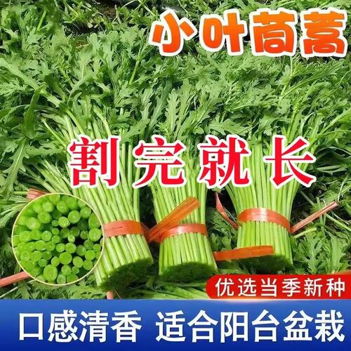 小叶茼蒿种子皇帝菜种籽光杆蔬菜多次采收庭院阳台四季高产包邮