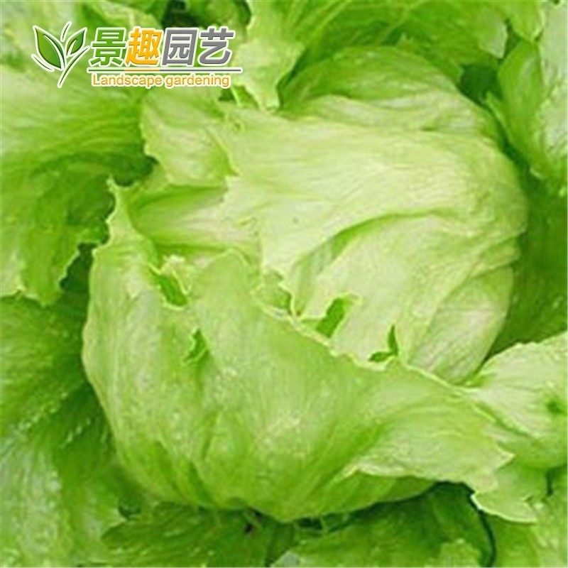结球生菜种子阳台庭院田园种菜蔬菜美国盆栽菜种庭院种植菜籽易种