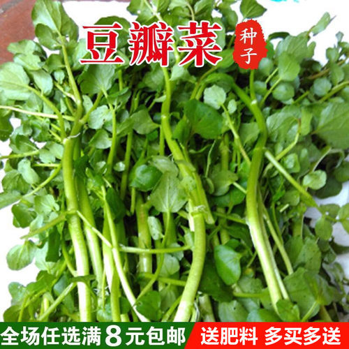 豆瓣菜种籽多少钱 豆瓣菜种籽价格 小麦优选