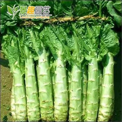 莴苣种子蔬菜庭院阳台耐热四季