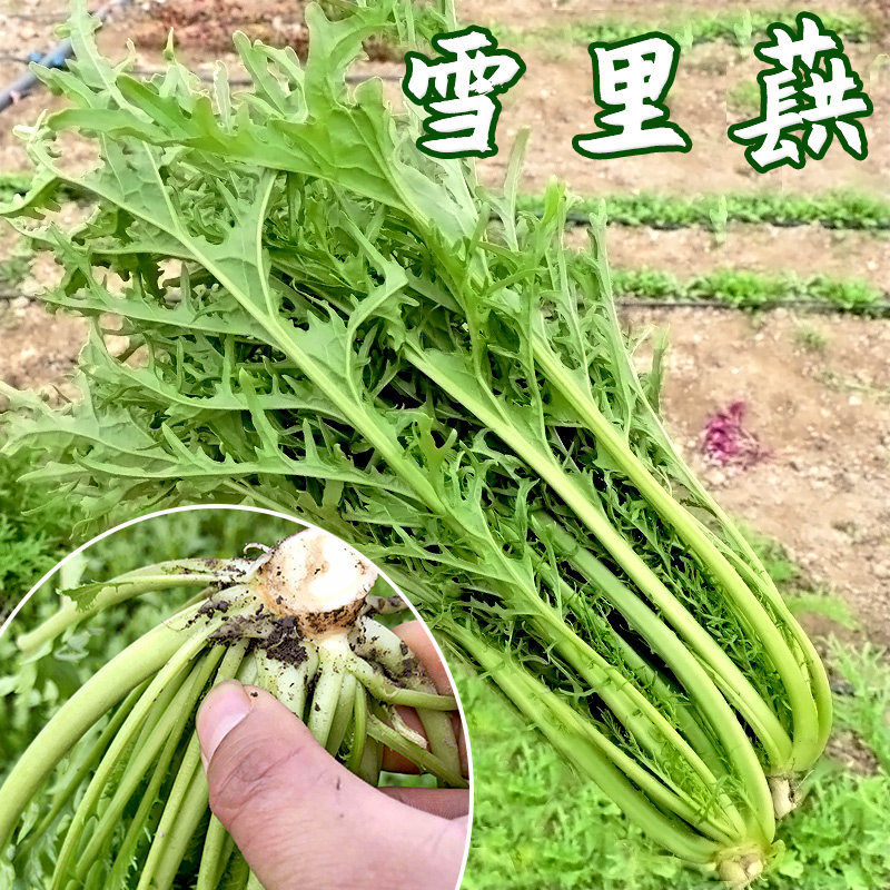 雪里红种子四季播种庭院阳台瓜果蔬菜花叶雪里蕻雪菜盆栽易种种籽