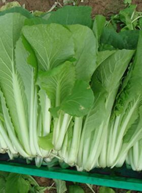 四季快速小白菜种子种籽蔬菜秋季菜籽秋天种的孑白莱快菜菜种