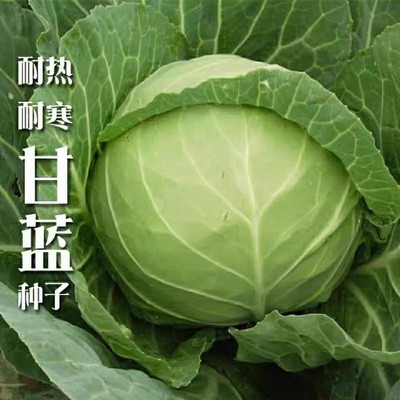 京丰一号甘蓝种子高产秋播阳台种孑包菜种子农家菜园卷心菜籽蔬菜