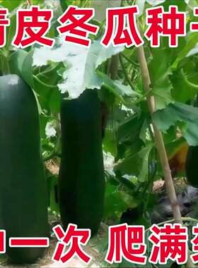广东青皮冬瓜种子四季种植高产抗病农家冬瓜种籽阳台庭院盆栽蔬菜