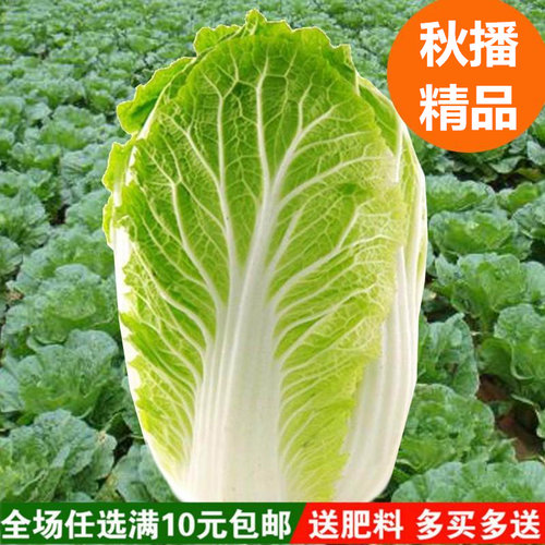 大白菜种子四季种植易生长耐贮藏