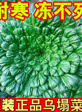 乌塌菜种子特耐寒越冬蔬菜种子小八叶黄心塌菜种籽秋冬菊花菜