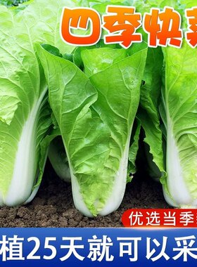 四季奶油快菜种子小白菜子籽种耐热速生快菜种孑阳台蔬菜籽种大全