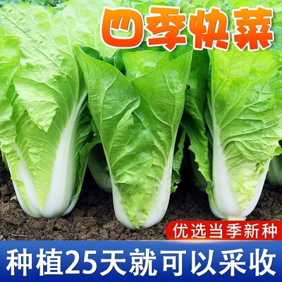 四季奶油快菜种子小白菜子籽种耐热速生快菜种孑阳台蔬菜籽种大全