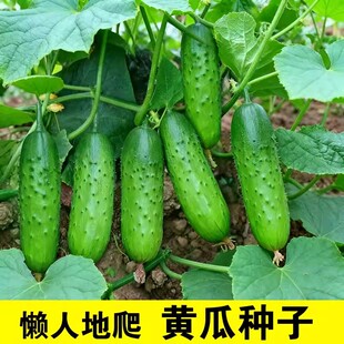 满地爬黄瓜种苗水果白玉女黄瓜种籽子大全盆栽蔬菜苗旱黄瓜籽种孑
