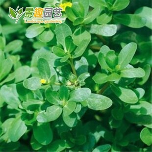 食用马齿苋种子种籽马芷苋籽种盆栽马苋菜蔬菜孑苋菜秋季青菜菜籽