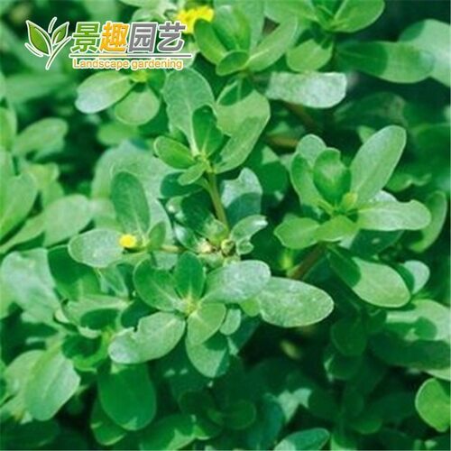 马齿苋种子秋季蔬菜食用盆栽