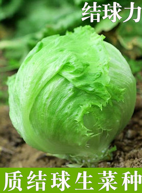 结球生菜种子包菜蔬菜种孑球生菜汉堡菜包心生菜圆生菜西生菜种籽