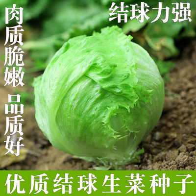 结球生菜种子包菜蔬菜种孑球生菜汉堡菜包心生菜圆生菜西生菜种籽