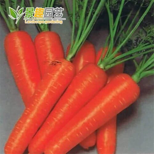 七寸参红胡萝卜种子秋播阳台易种室内庭院盆栽  蔬菜原厂包装菜籽 - 封面