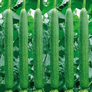 香嫩长香丝瓜种子高产早熟丝瓜种子四季南方北方丝瓜籽水瓜蔬菜籽