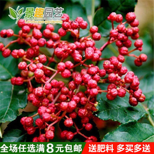 花椒种子多少钱 花椒种子价格 小麦优选