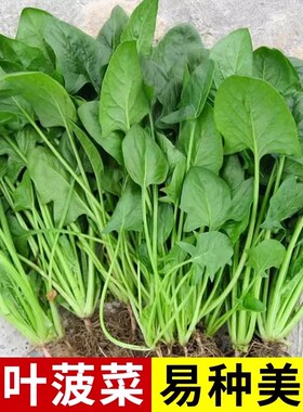 正宗小叶菠菜种子赤根菜种子四季非转老品种食用蔬菜种籽绿色