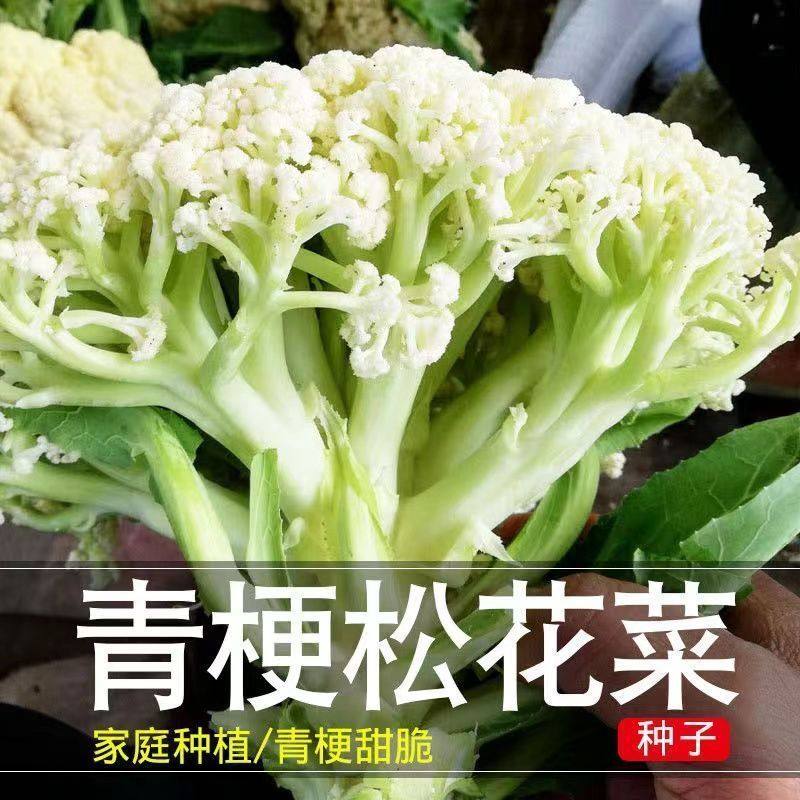 有机松花菜种子白色散花青梗有机花椰菜高产耐寒耐湿易种花菜种子