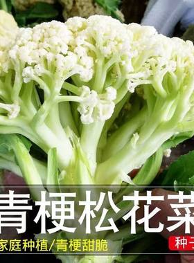 有机松花菜种子白色散花青梗有机花椰菜高产耐寒耐湿易种花菜种子