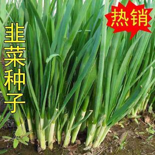 韭菜种子高产四季新品种白根大叶雪韭菜籽可阳台盆栽蔬菜种子易种