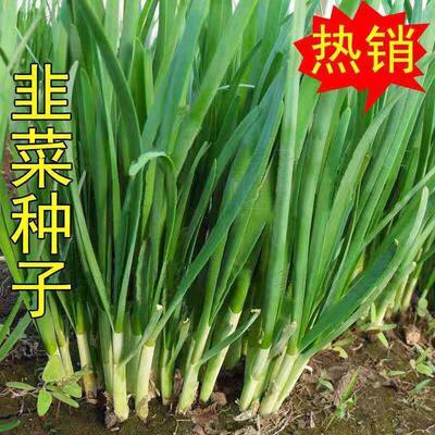 韭菜种子高产四季新品种白根大叶雪韭菜籽可阳台盆栽蔬菜种子易种
