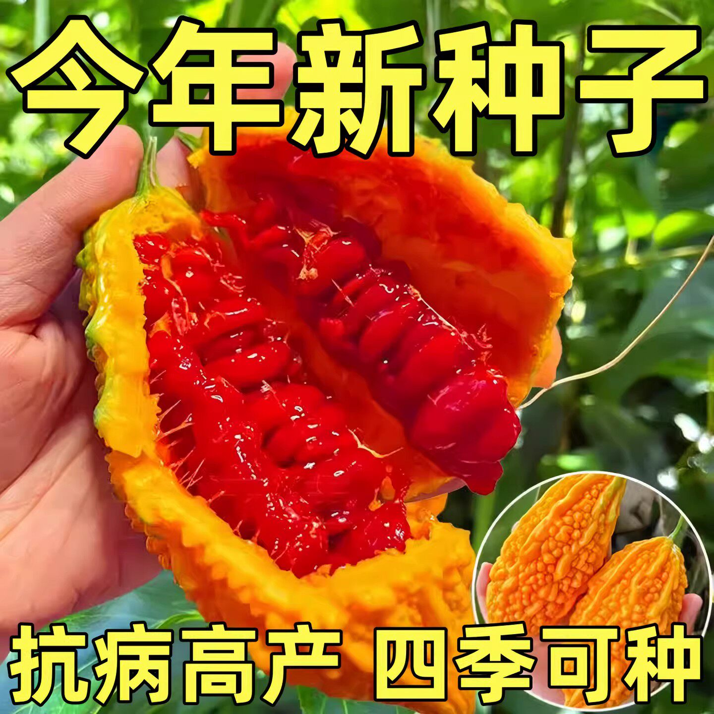 金癞瓜种子四季种植水果小赖瓜葡萄种子苦瓜阳台盆栽庭院蔬菜种子