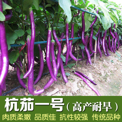 蔬菜种子四季播种 线茄子长茄子杭茄一号茄子阳台庭院春播芽率高 - 封面