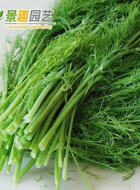 茴香种子种菜庭院阳台蔬菜四季