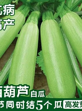 早青西葫芦种子嫩南瓜春季高产易播种植盆栽阳台疏蔬菜农家作物籽