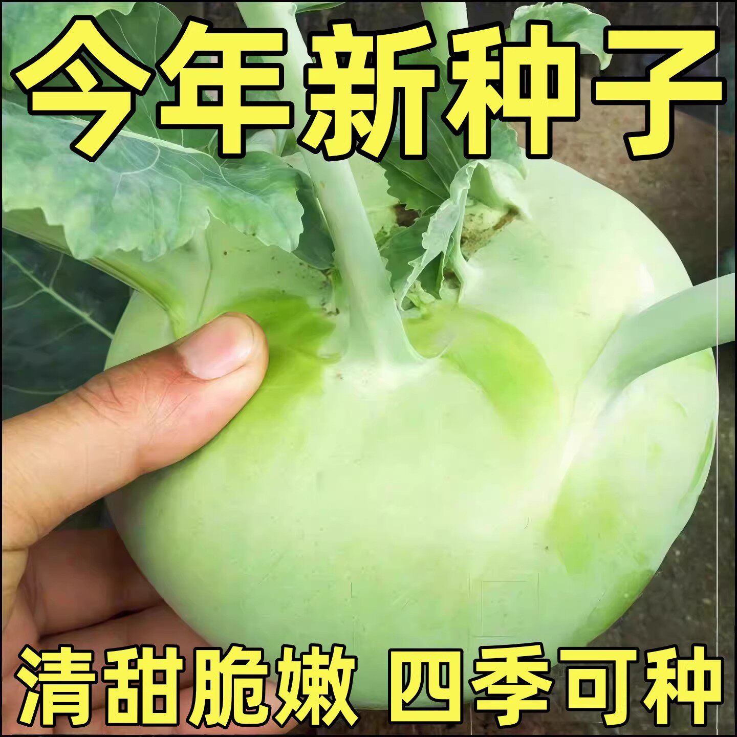 春秋青苤蓝种子水果白苤兰丕蓝籽阳台菜园农家春秋季四季蔬菜种孑